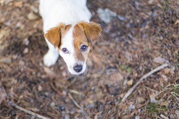 portrait of a young cute small dog looking at the camera. Brown and white colors.Outdoors, top view