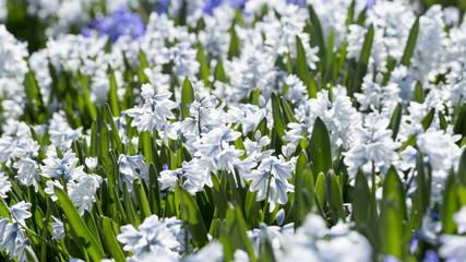 Puschkinien im Frühling