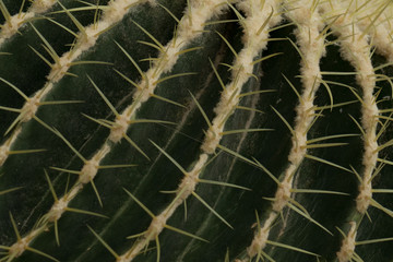 Golden Barrel Cactus close-up