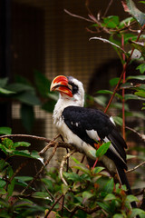Male Von der Decken's hornbill (Tockus deckeni) on a branch. Antwerp Zoo, Belgium