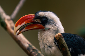 Male Von der Decken's hornbill (Tockus deckeni) close up