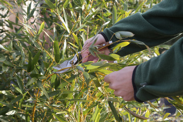 Pruning shrubs during sunny winter day, close up view on hands and pruning shear