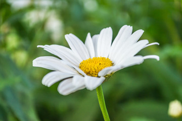 Obraz premium Close up of a white daisy