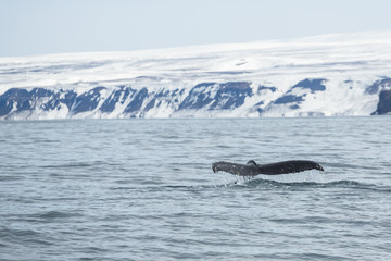 Fluke of large humpback whale as it goes into a dive