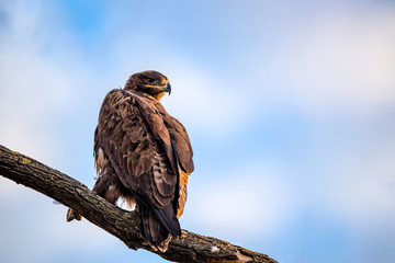 Steppe eagle or Aquila nipalensis sits on a tree