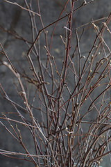 branches of a birch in a vase on a gray background