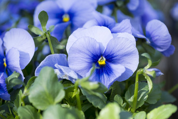 Nahaufnahme von blauen Stiefmütterchen im Frühling