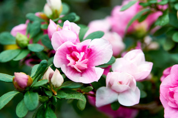 Fantastic flowering of small pink azaleas. Flowering of a tree with pink flowers. A magnificent botanical garden. Spring, summer, time of flowering of plants.
