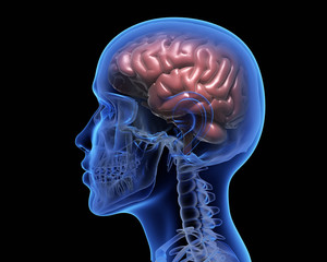 Human brain - 190291425