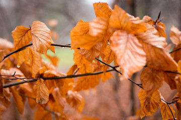 autum beech leafs