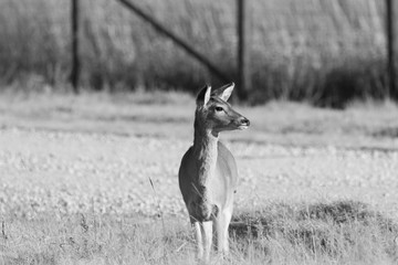 White Tailed Deer
