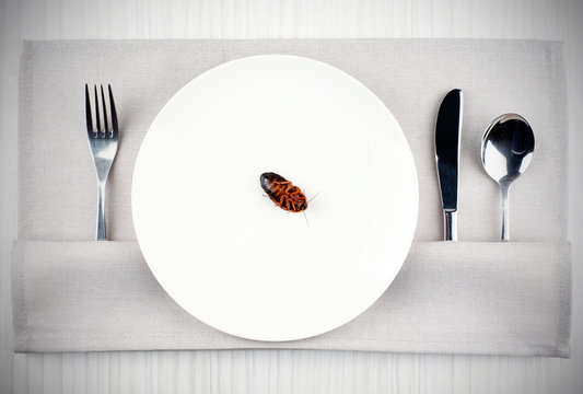  Cockroach eating in the kitchen. Cockroach in a plate on the background of cutlery