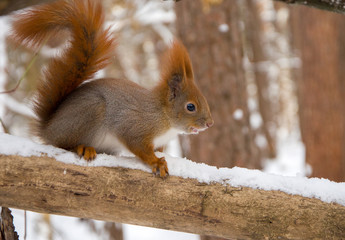 Squirrel in winter forest