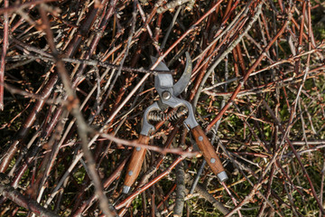 Tree pruning during sunny winter day