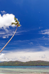 Palme an tropischem Strand in der Karibik