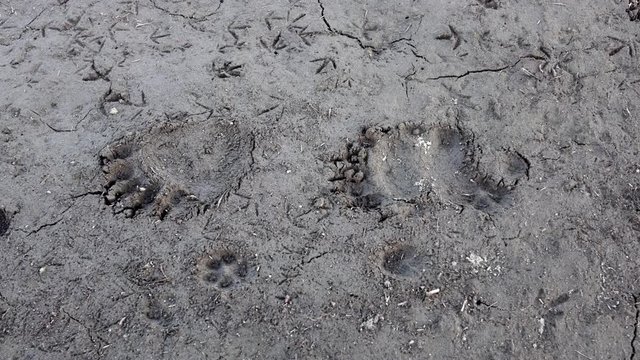 Dolly shot of bear footsteps in the mud