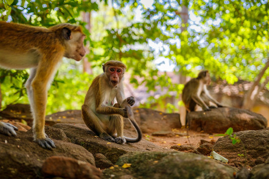 Toque macaque looking to the camera in Sigiriya, Sri Lanka