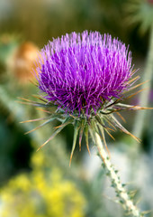 Thistle growing in the mountains of Turkey