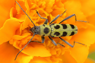 Long-horned beetle Chlorophorus herbstii on a yellow flower, dorsal view of longhorn beetle