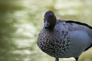 Close up of an Australian Wood Duck (Chenonetta jubata)