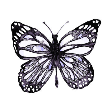 Isolated detailed tropical butterfly. Bright beautiful vector card.