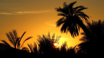 goldener Sonnenuntergang hinter schwarzen Palmen am Rande einer Oase in der Sahara