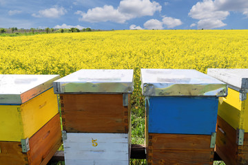 Beekeeping in blooming canola field during springtime       