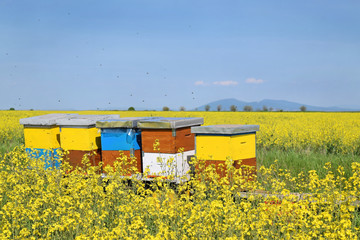 Beekeeping in blooming canola field during springtime       
