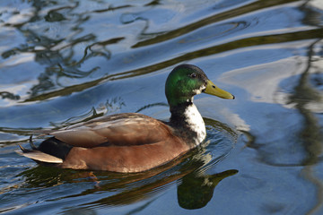 bunte ente auf einem gewässer