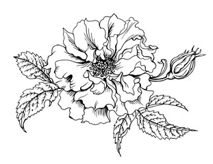 Rose floribunda, black and white graphic drawing.