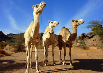 3 weiße Reitkamele stehen in der Wüste und schauen wartend nach vorn