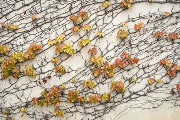 Fototapeta premium Ivy growing on a wall