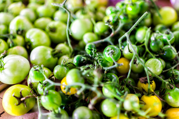Macro closeup of many small unripe green tomatoes on vine from garden on table