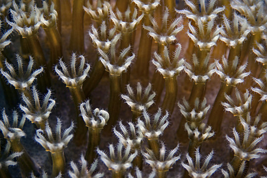 Korallenpolypen, Coral Polyps