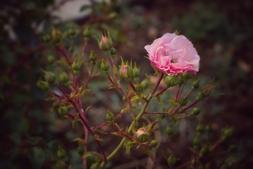 Obraz premium A bush of rose roses in the backyard of a house in a village, Bulgaria.Shallow depth of focus.