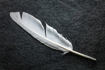 White feather on black table