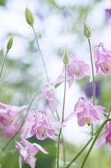 Fototapeta na wymiar A photo of pink aquilegia flowers in a garden. Common names of aquilegia: granny's bonnet or columbine. Selective focus.