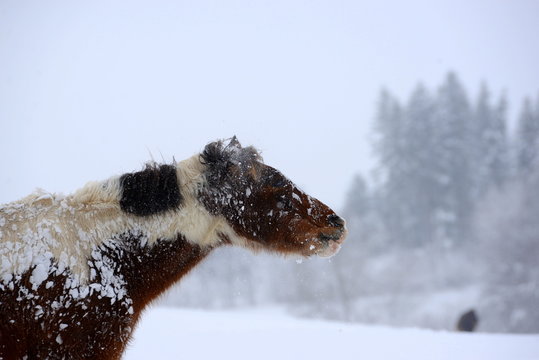 shake the snow away, nice pony shaking it&acute;s head in fresh snow
