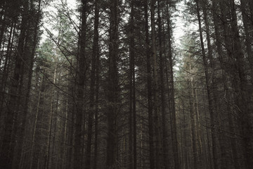 Fototapeta premium Dark woods 