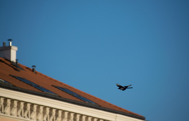 Bird flying toward building