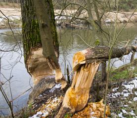 Przedwiośnie © Zbyszek Nowak
