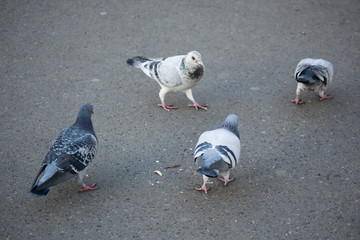 Pigeon party on sidewalk