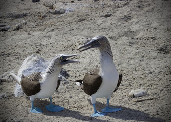 A female and male Blue Footed Booby appear to communicate during mating season.