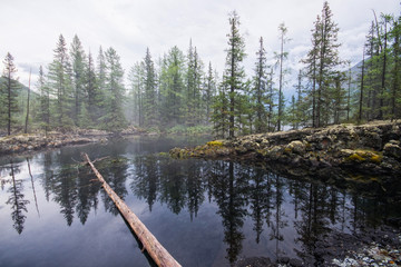 Obraz premium Foggy forest and lake at sunrise, scenic summer landscape
