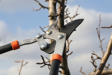 Tree pruning during sunny winter day