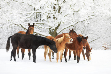 Cute foals on the snowy meadow