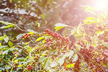 Fresh  coffee beans on a plant in the garden