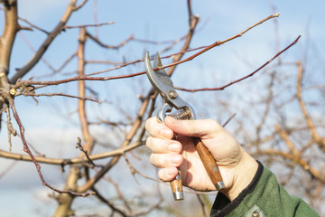 Tree pruning during sunny winter day