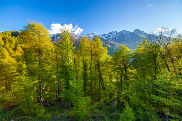 Green fresh trees grow on the slopes against the backdrop of snow-capped peaks on a sunny bright day with a blue clear sky with beautiful clouds. Summer spring forest mountain landscape, Sochi Russia.