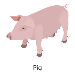 Pig icon, isometric style